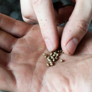 Harlequin x Bubba Kush Reg